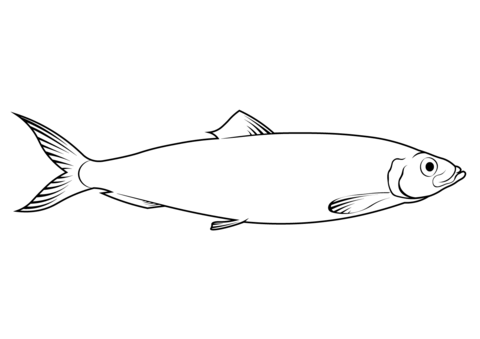 Atlantic Herring (Clupea Harengus) Coloring Page